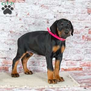 Mia, Doberman Pinscher Puppy